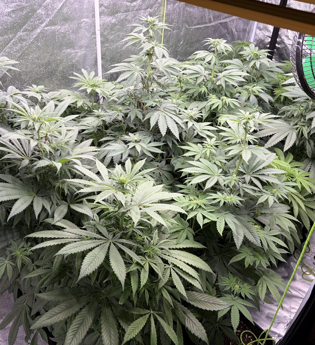 Mehrere Pflanzen im Bestand mit dichtem Blattwerk