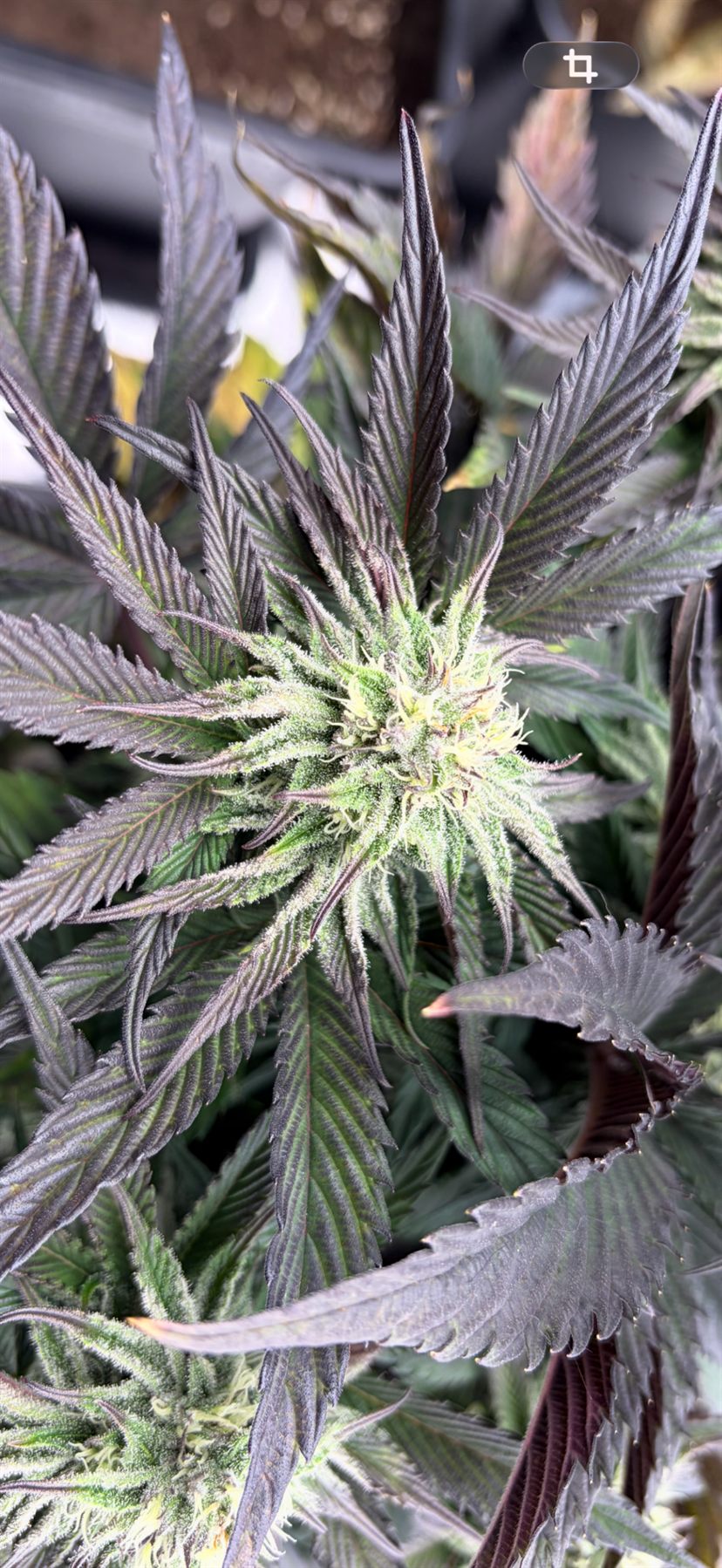 Nahaufnahme einer Pflanze mit sichtbarer Blütenbildung