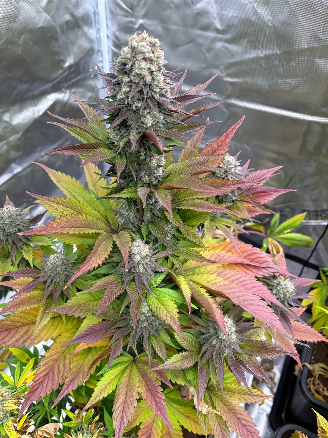 Weiter entwickelte Pflanze in einer späteren Reifephase